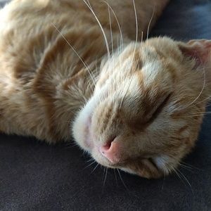 Meet your Posher, Kat